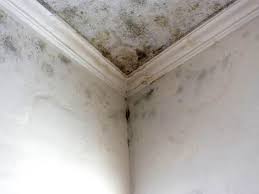 Reliable Loch Sheldrake, NY Mold Remediation Solutions